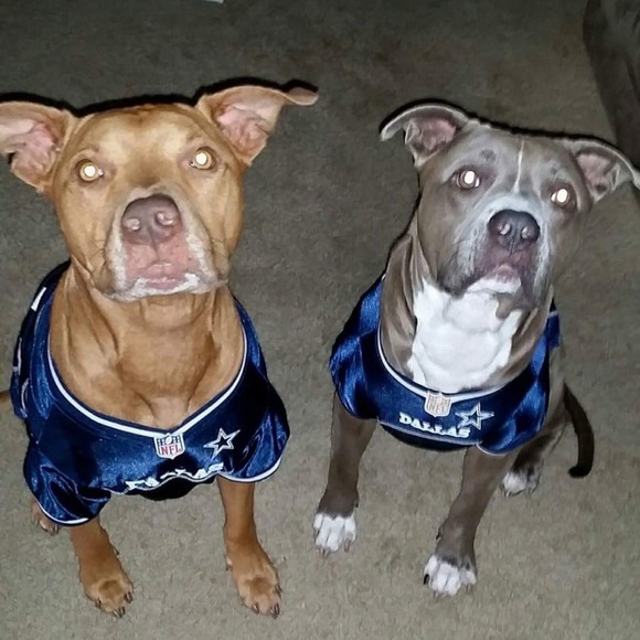 Meet your Posher, Posh - Picture 1 of 1